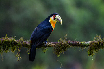 Red-breasted Toucan portrait on  mossy stick on rainy day against dark background