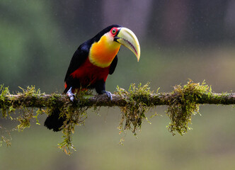 Red-breasted Toucan portrait on  mossy stick on rainy day against dark background