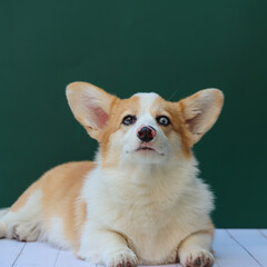 Corgi puppy looking serious to the camera. Green background. Lying in a wooden surface