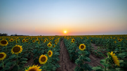 sunset in the field of sunflowers