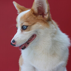 Puppy dog looking to the left side with a happy face in a red background 