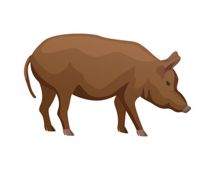 Pig Flat Illustration