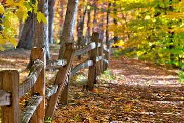 autumn in the park