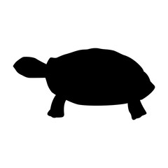 Turtle icon. Vector turtle illustration on white background