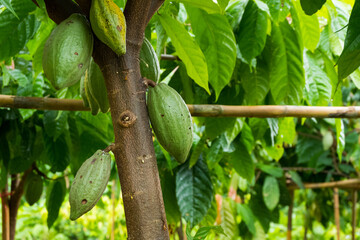 Cacao fruit pods hang on Cacao tree at farm,Theobroma cacao.
