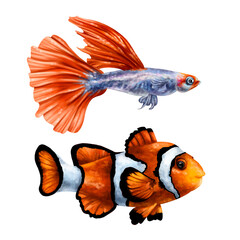 A set of two of their orange-colored sea fish. Clown fish and Guppy. Tropical underwater world, digital illustration. For design, packaging, printing, posters, textiles, souvenirs