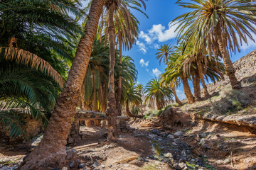 Barranco de la Madre del Agua oasis on the island of Fuerteventura