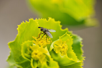 fotografia macro,green,naturaleza,flora,