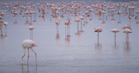 Fototapeta premium Unique among others