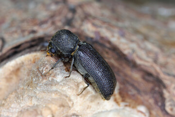 Chinese Auger Beetle, Heterobostrychus hamatipennis,  is a species of horned powder-post beetle in the family Bostrichidae. Beetle native to Asia, introduced to many countries. 