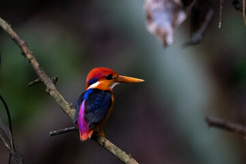 Fototapeta premium kingfisher on branch