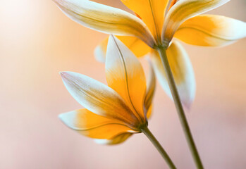 Naklejka premium Wiosenne kwiaty - tulipany botaniczne Tarda