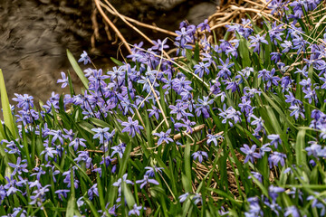 Burlingto, Ontario, Canada - April 7, 2020:Close up of blue Scilla (Scilla bifolia) blooms beside a small stream on a sunny spring day - obrazy, fototapety, plakaty