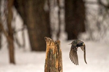 starling in flight 