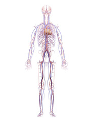 Human Circulatory System and Cardiovascular System are the heart, blood and blood vessels.3D...