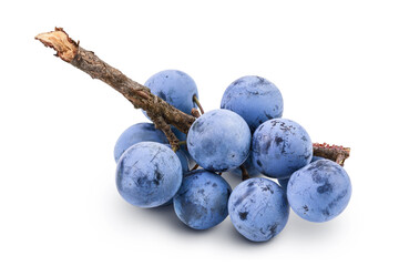 Fresh blackthorn berries with twig, prunus spinosa isolated on white background with full depth of field