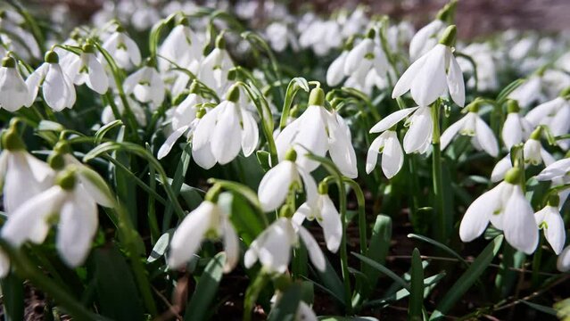 First spring flowers of white snowdrops swaying in the wind in sunny weather, timelapse