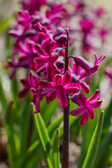 Oriental hyacinth ( lat. Hyacínthus orientalis ) is a species of bulbous plants of the genus Hyacinth
