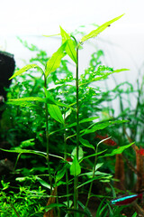 aquascape, aquascaping, hardscape, aquarium, hardmade, natureaquarium, green, nature, plant	
