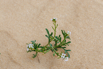 The succulent Cakile is often found on the sandy beaches and dunes of the island of Fuerteventura