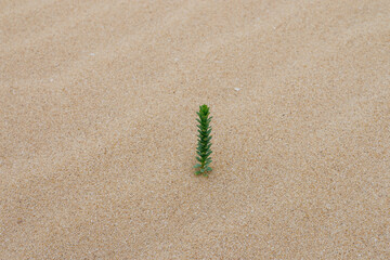 Sukulent Euphorbia paralias is often found on the sand dunes of the island of Fuerteventura in the Canary Islands