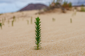 Sukulent Euphorbia paralias is often found on the sand dunes of the island of Fuerteventura