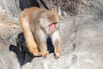Monkey is at Ueno Zoo in Tokyo