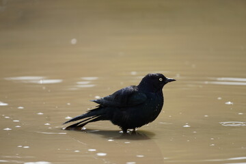 A Brewer's blackbird standing in a muddy puddle