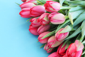 bouquet of pink tulips. a lot of red tulips oh a blue background