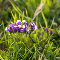 Obraz premium Limonium sinuatum, commonly known as wavyleaf sea lavender, statice, sea lavender, notch leaf marsh rosemary, sea pink, is a Mediterranean plant. Square frame. Flora of Israel
