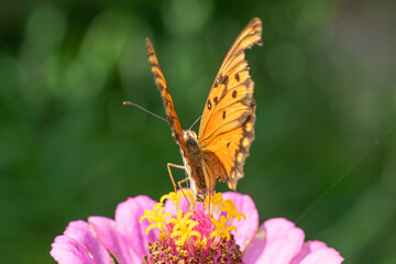 Vanesa Carye butterfly on a pink flower