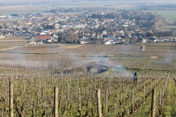 vignes avant le printemps en Côte d'Or à Ladoix Serrigny. Les climats de bourgogne sont classés...