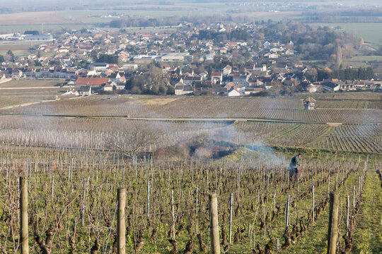 vignes avant le printemps en Côte d'Or à Ladoix Serrigny. Les climats de bourgogne sont classés au patrimoine de l'Unesco