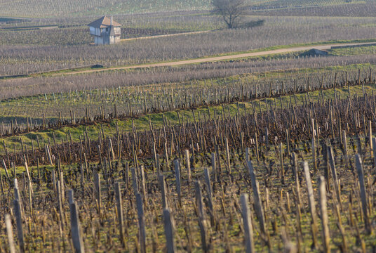 vignes avant le printemps en Côte d'Or à Ladoix Serrigny. Les climats de bourgogne sont classés au patrimoine de l'Unesco