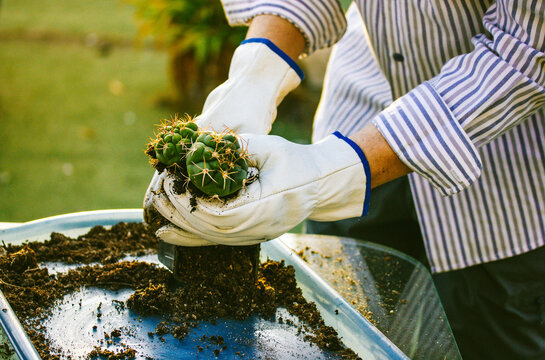 Thelocactus hexaedrophorus in gardener, farmer hands. Cultivation cactuses in garden, greenhouse A man works in thorn proof gloves replanting cactus Plants care Green succulent in soil World Earth Day - Powered by Adobe