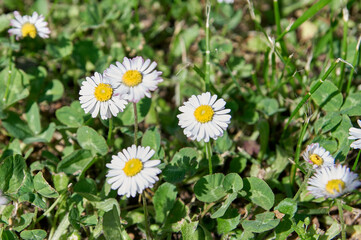 white flower in the green nature