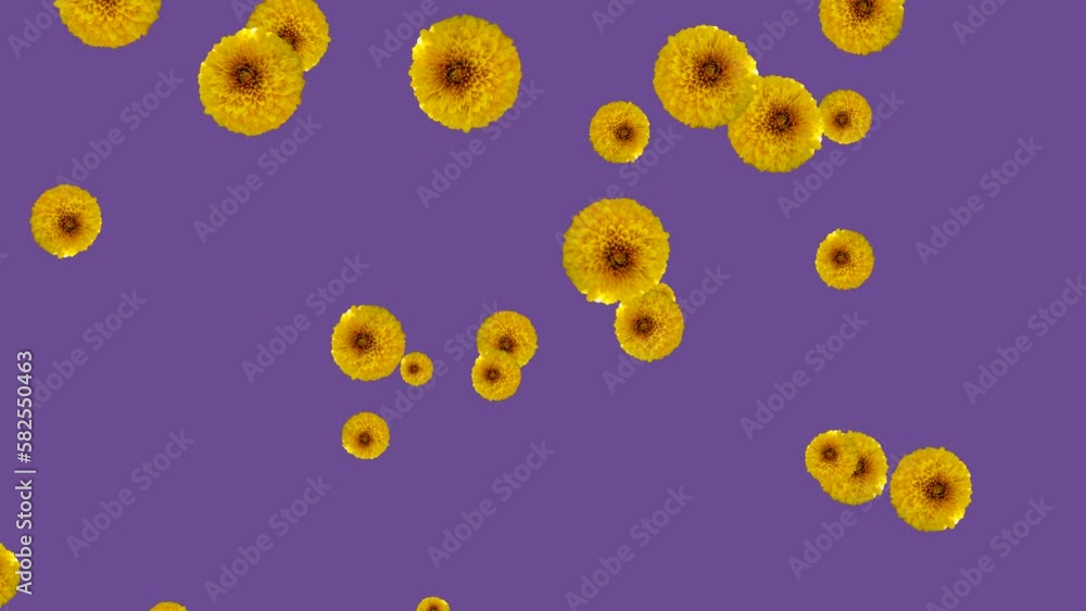Poster abstract explosion with yellow chrysanthemums flying in different directions on a violet background.