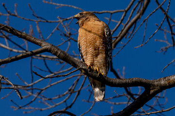 Red-shouldered Hawk with its beak open