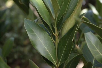 Fototapeta na wymiar Bay leaf herb pictures showcase the aromatic and green leaves of the Laurus nobilis plant, commonly used in cooking and seasoning.