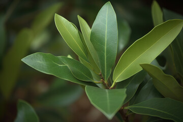 Fototapeta na wymiar Bay leaf herb pictures showcase the aromatic and green leaves of the Laurus nobilis plant, commonly used in cooking and seasoning.