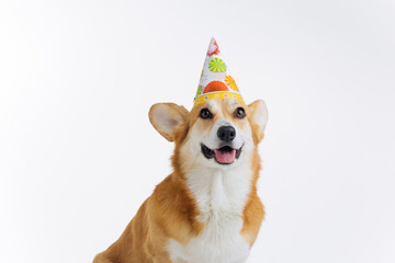 Adorable cute Welsh Corgi Pembroke wearing cap birthday sitting on white background. Most popular breed of Dog