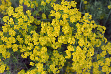 In spring, Euphorbia cyparissias blooms among herbs