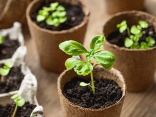 Basil seedlings in biodegradable pots on wooden table. Green plants in peat pots. Prepare small plants for horticultural spring season. - 582551607
