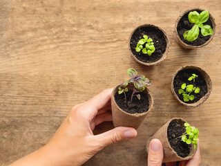 Top view on basil seedlings in peat pots on wooden table. Woman is holding green plants. Preparing...