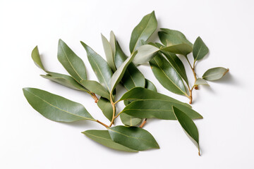 Bay leaf herb pictures showcase the aromatic and green leaves of the Laurus nobilis plant, commonly used in cooking and seasoning.