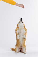 Adorable cute Welsh Corgi Pembroke stands on its hind legs on white studio background. Most popular breed of Dog