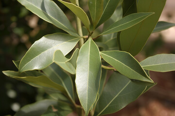 Naklejka na ściany i meble Bay leaf herb pictures showcase the aromatic and green leaves of the Laurus nobilis plant, commonly used in cooking and seasoning. 