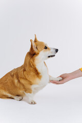 Adorable cute Welsh Corgi Pembroke giving a paw to an owner on white studio background. Most popular breed of Dog. Person training a dog with treats