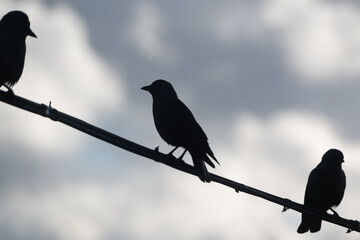 silhouettes of jackdaws on a wire against the background of clouds4