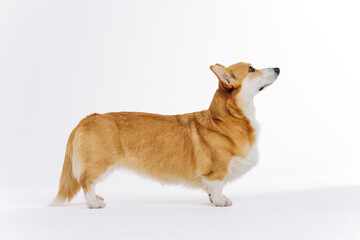 Adorable cute Welsh Corgi Pembroke standing on white background and looking at side. Most popular breed of Dog